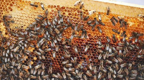 Quels sont les avantages de l'apiculture comme hobby pour les seniors ?